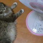 ユアサの扇風機「YT-3355PFR」を買ってみた