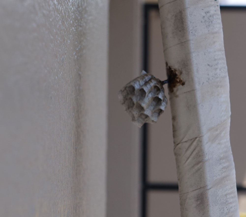 ハチの巣の駆除