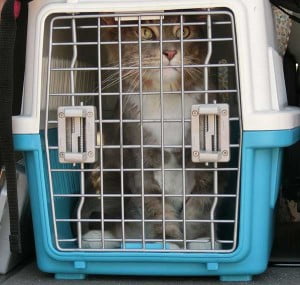 メインクーンの便秘との奮闘記録