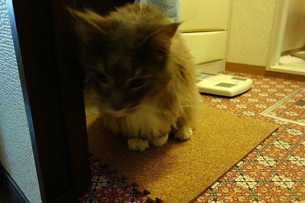 珪藻土マットと猫