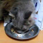 100円ショップのダイソーで買えるステンレスボールが猫のエサこぼし防止に超便利