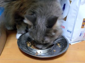 100円ショップのダイソーで買えるステンレスボールが猫のエサこぼし防止に超便利