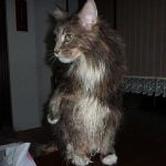 メインクーンを洗ってみた