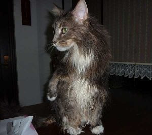 メインクーンを洗ってみた