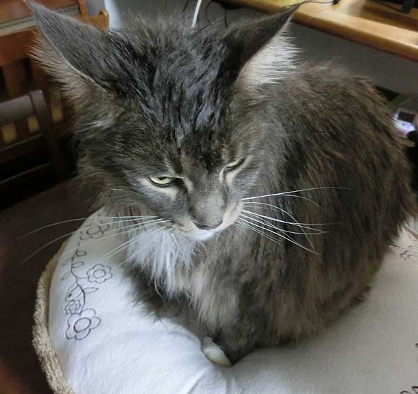 猫用シャンプー「ペットキレイ 皮フを守るリンスインシャンプー」でメインクーンを洗ってみた