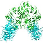骨の減少を抑え、成長を促進させる「たんぱく質（セマフォリン３Ａ）」
