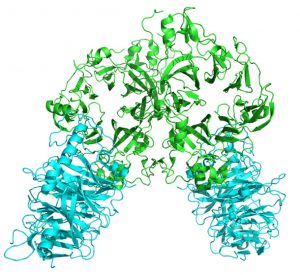 骨の減少を抑え、成長を促進させる「たんぱく質（セマフォリン３Ａ）」