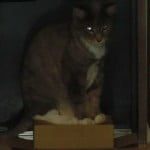 真夏の恐怖。絶対に常備しておくべき防虫・殺虫剤、再び・・・。