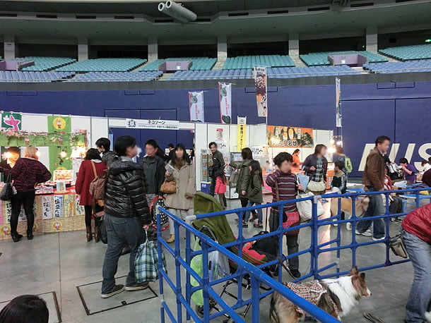 色々な犬が競争してます