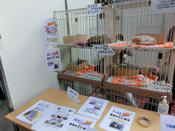 わんにゃんドームの猫