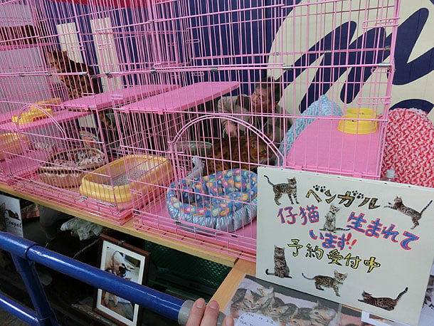 ベンガルもいる