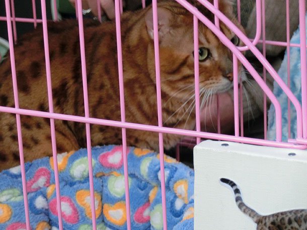 ベンガルかわいい