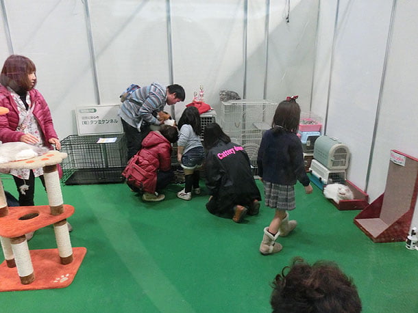 猫コーナーのふれあいゾーン