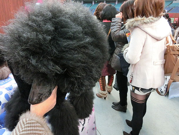 わんにゃんワールド